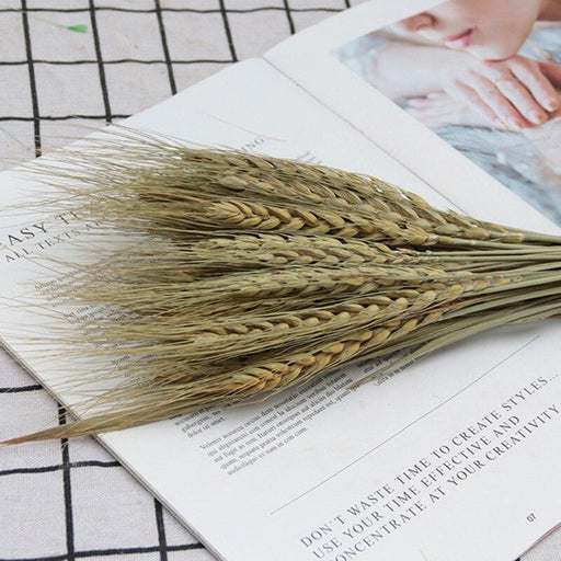 Wholesome Elegance: 25-Piece Wheat Blossom Bundle with Natural Pampas & Bunny Tail Grass