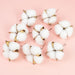 Elegant White Natural Dried Flower Cotton Bundle - Creative Wedding & Home Decor Solution