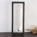 Elegant 3D Display Case for Jewelry and Coin Treasures