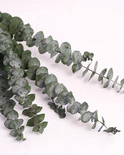 Serene Eucalyptus Essence: A Botanical Wonder for Every Setting