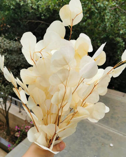 Eucalyptus Elegance - A Lasting Essence for Celebrations and Home Decor