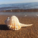 Oceanic Elegance: Handcrafted Natural Conch Shell Snail Pipe for Aquariums