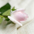 Light Pink Rose
