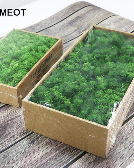 Lush Green Moss Wall Art: Nature's Timeless Beauty