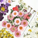 Deluxe Botanical Treasure: Handcrafted Pressed Flower Collection for Elegant Decor