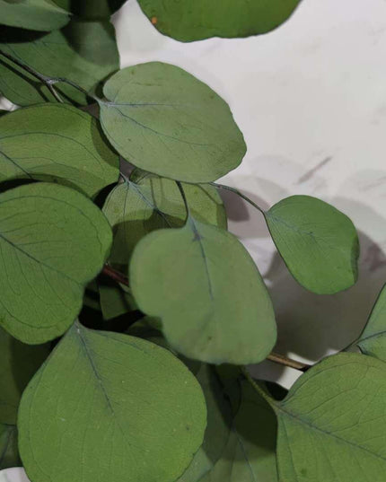 Timeless Eucalyptus and Rose Floral Arrangement for Elegant Home Styling