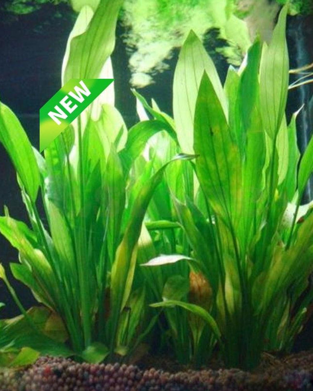 Vibrant Aquatic Plant Decoration Set with Stable Weighted Base for Thriving Aquariums