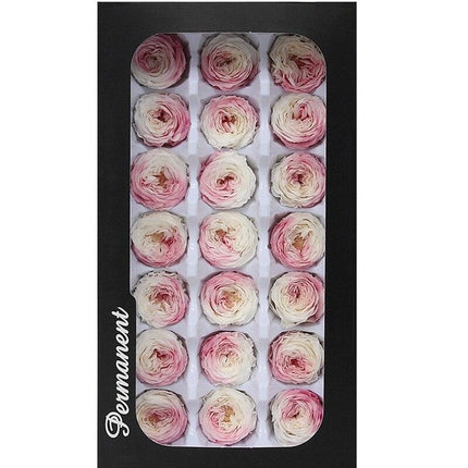 Austin Rose Miniature Bouquet - Luxurious Preserved Grade A Flowers for Timeless Décor and Gifting