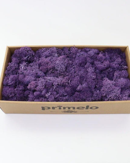 Lush Green Moss Wall Art: Nature's Timeless Beauty