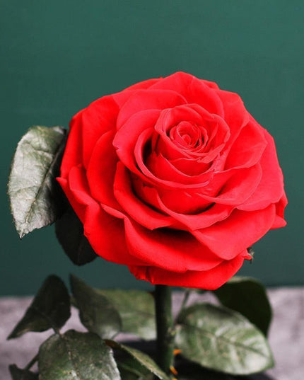 Timeless Romance: Stunning Preserved Rose in Glass Cloche - Authentic Bloom, Lasting Elegance, Enduring Beauty