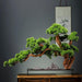 Elegant Chinese-Style Artificial Bonsai Tree: Perfect for Home and Office Aesthetics