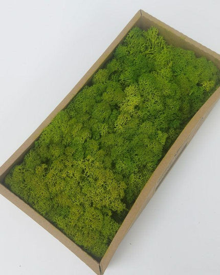 Lush Green Moss Wall Art: Nature's Timeless Beauty