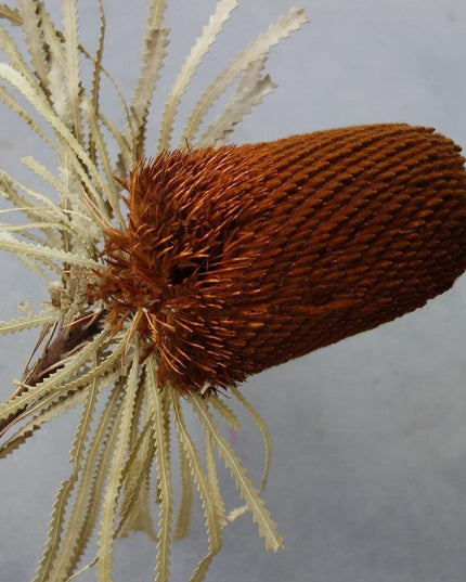 Eternal Banksia Pagoda Floral Arrangement - 30cm Unique Organic Centerpiece for Home and Special Events