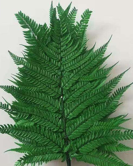 Eternal Green Fiddlehead Ferns Set - 10 Pieces (25x40cm)