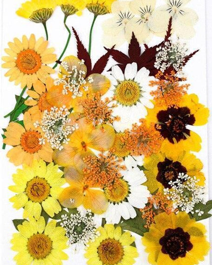 Luxurious Pressed Floral Collection: Aesthetic Inspirations for Creative Projects