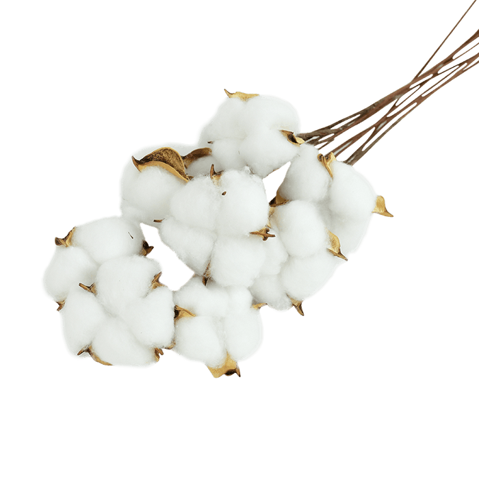 Elegant White Cotton Flower Branches Bundle - Set of 5 for Chic Home Decor and Special Occasions