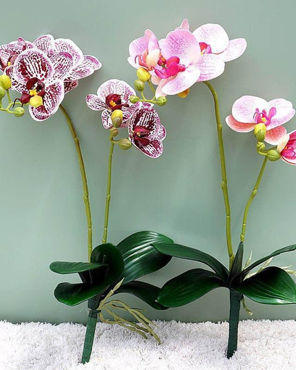 Elegant White Orchid Blooms for Upscale Home and Event Styling