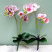 Elegant White Butterfly Orchid Artificial Flowers Set for Stylish Home and Event Decor