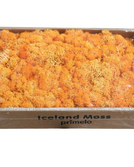 Lush Green Moss Wall Art: Nature's Timeless Beauty