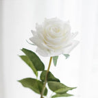 White Rose