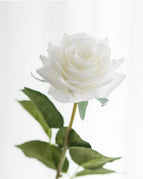 White Rose