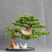 Elegant Green Bonsai Plants Set in Stone Base