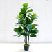 Luxurious 72CM Artificial Ficus Pandurata Hance Bonsai Tree - Sophisticated Home Accent