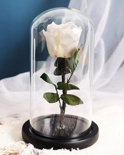 Timeless Romance: Stunning Preserved Rose in Glass Cloche - Authentic Bloom, Lasting Elegance, Enduring Beauty