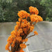 Rustic Elegance Dried Flower Garland Crafting Kit - DIY Home Decor & Craft Bundle