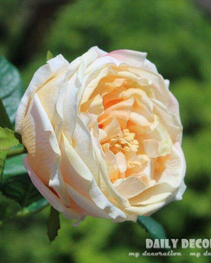 Lifelike Austin Rose Artificial Flowers - 12-Piece Set for Stunning Wedding Decor