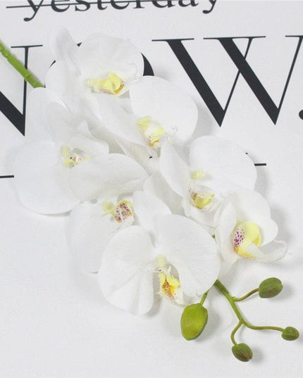 Elegant Phalaenopsis Orchid Arrangement in Pot: Enhance Your Home Decor