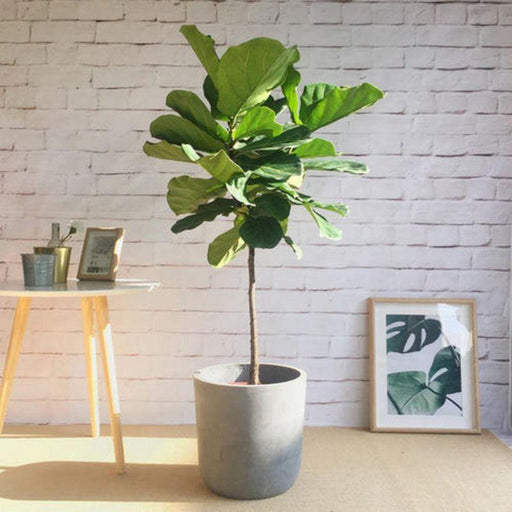Artificial Ficus Pandurata Hance Bonsai - 72CM Elegance and Luxury