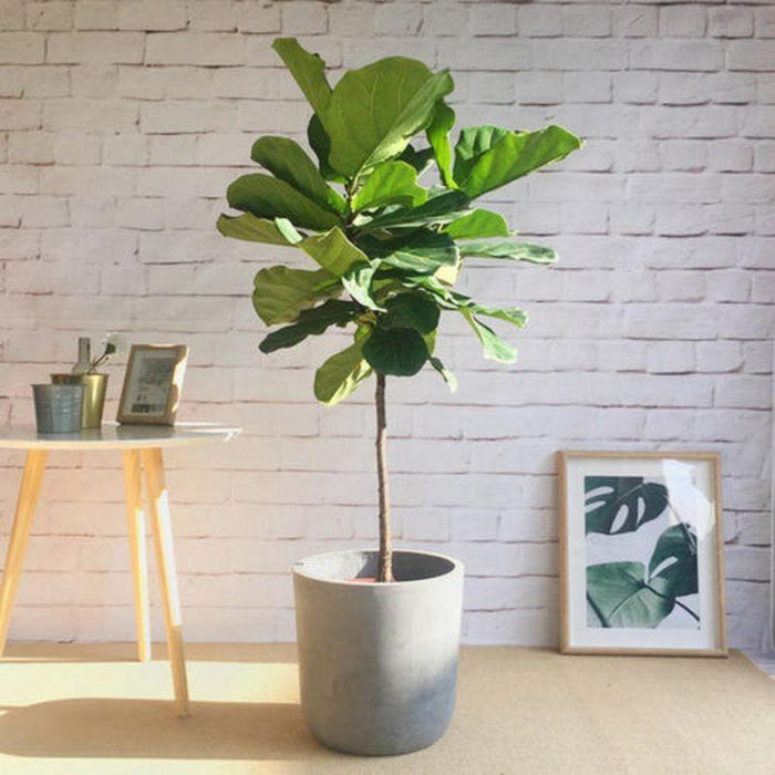 Elegant 72CM Artificial Ficus Bonsai Tree - Luxurious Home Decor Essential