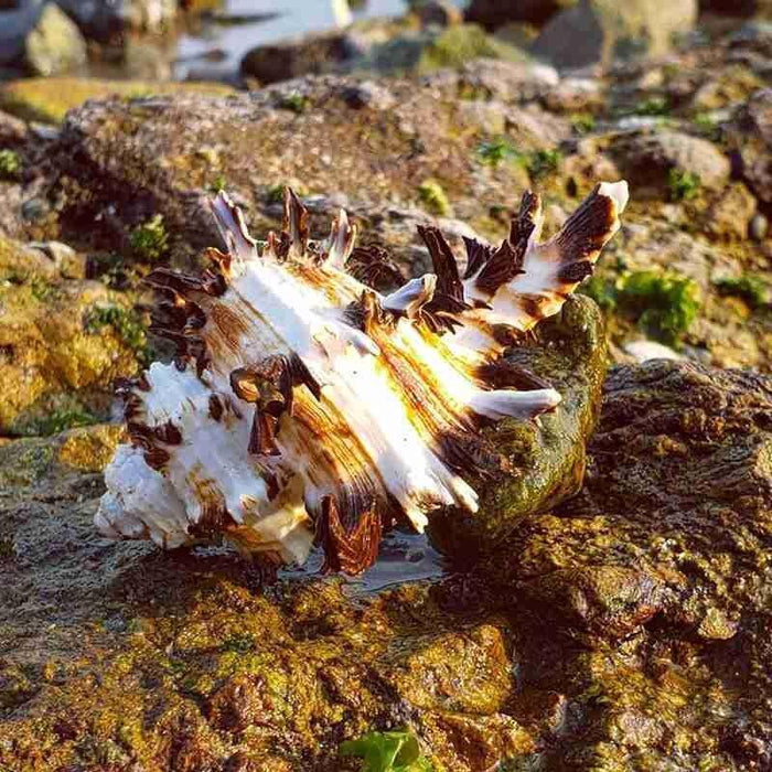 Mediterranean Natural Black Snail Shell Decor with Conch Accent for Micro-Landscapes