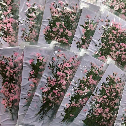 250pcs Pressed Dried Pink Gypsophila Paniculata Linn Flowers with Stalk