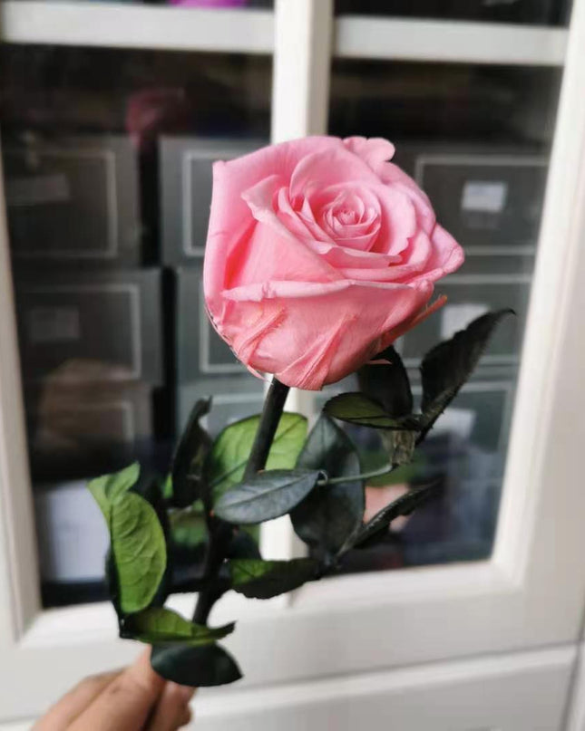 Eternal Elegance Preserved Rose Stem - The Perfect Gift for Weddings, Home Decor & Mother's Day