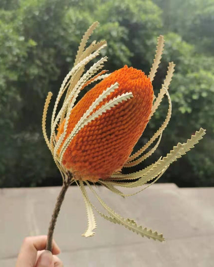 Eternal Banksia Pagoda Floral Arrangement - 30cm Unique Organic Centerpiece for Home and Special Events