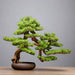 Chinese Style Bonsai Simulation Plant for Office and Home Decoration