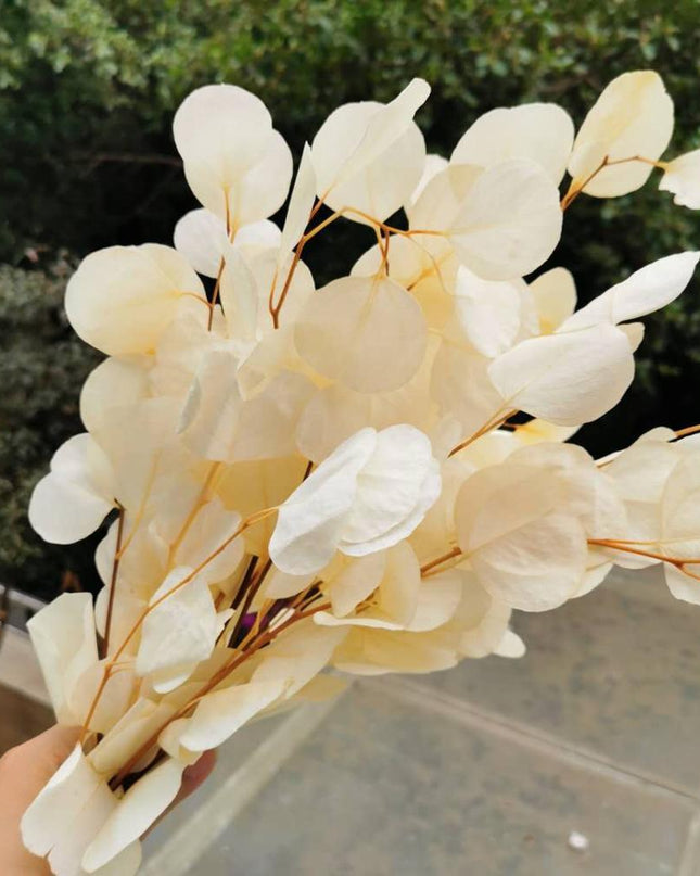 Eucalyptus Elegance - A Lasting Essence for Celebrations and Home Decor