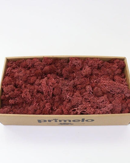 Lush Green Moss Wall Art: Nature's Timeless Beauty