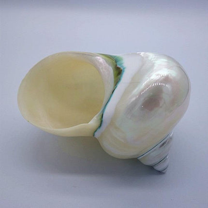 Jumbo Natural Conch Shells for Hermit Crabs - 9-12cm Coastal Decor Essentials - Très Elite