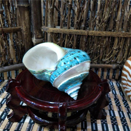 Jumbo Natural Conch Shells for Hermit Crabs - 9-12cm Coastal Decor Essentials - Très Elite