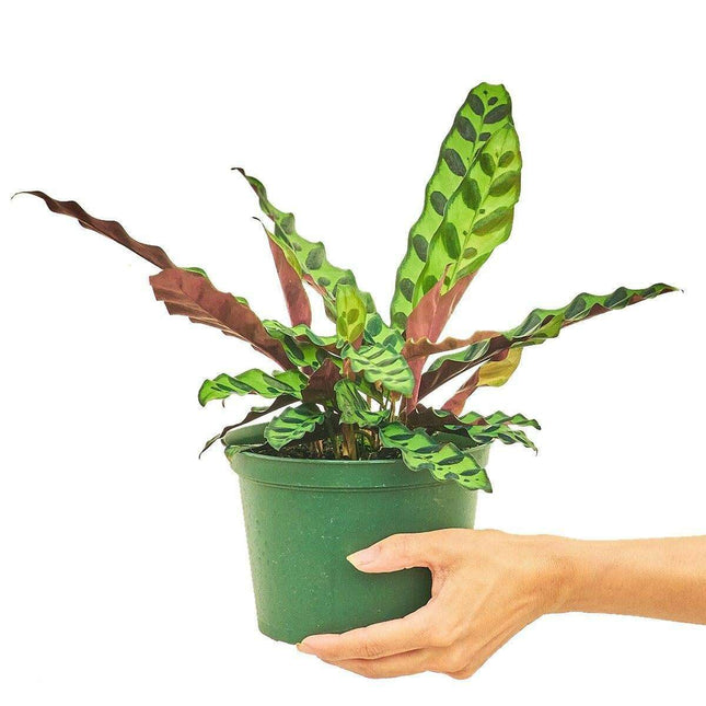 Lavender Serpent Calathea - Luxurious Wavy Foliage & Serene Elegance for Upscale Spaces