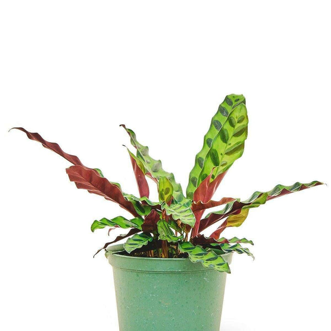 Lavender Serpent Calathea - Luxurious Wavy Foliage & Serene Elegance for Upscale Spaces