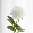 White Rose