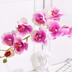 white purple orchid