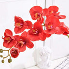 red orchid