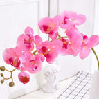 pink orchid