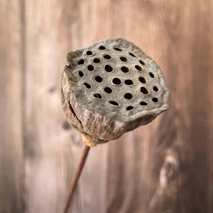 Lotus Seedpod Decorative Bouquet with Elegant Wire Stems - Très Elite