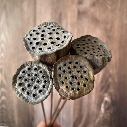 Lotus Seedpod Decorative Bouquet with Elegant Wire Stems - Très Elite